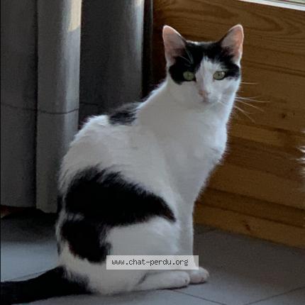 Photo 1/1 Nikita Chat lost in St martin bellevue