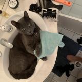 Picture of cat lost at Brisbane