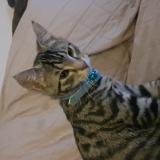 Picture of cat lost at Holland Park