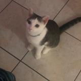 Picture of cat lost at Nerang