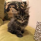 Picture of cat lost at Earlwood