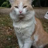 Picture of cat lost at Sarcelles