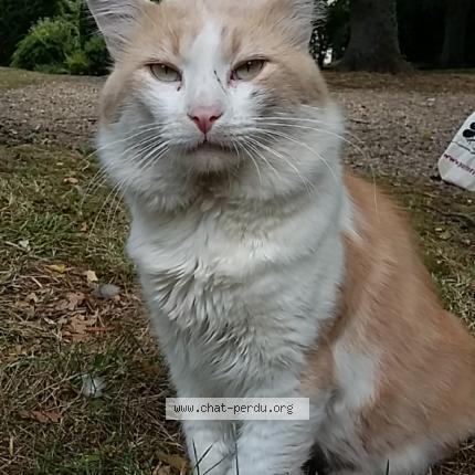 Photo 1/2 Rourou Chat lost in Sarcelles