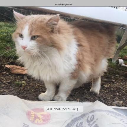 Photo 2/2 Rourou Chat lost in Sarcelles
