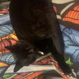 Picture of cat lost at Holland Park West