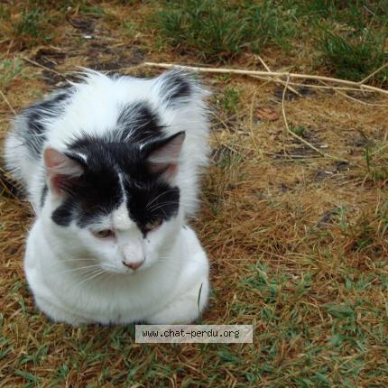 Photo 1/1 Swann Chat lost in Graulhet