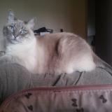 Picture of cat lost at Seynod