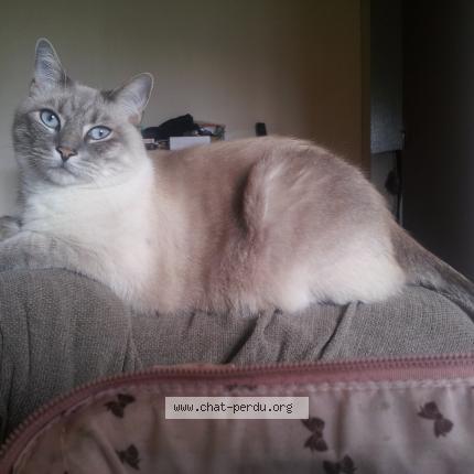 Photo 1/1 Bounty Chat lost in Seynod