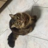 Picture of cat lost at Carlton