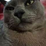 Picture of cat lost at Melbourne