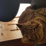 Picture of cat lost at North Perth