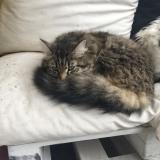 Picture of cat lost at Sainte Eulalie