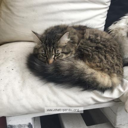 Photo 1/1 NAYA Chat lost in Sainte eulalie