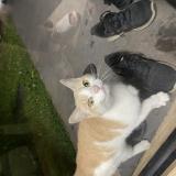 Picture of cat found at Sydney