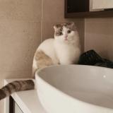 Picture of cat lost at Rosebery