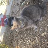 Picture of cat lost at Ipswich