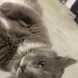 Picture of cat found at Ipswich