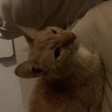 Picture of cat found at Chicago