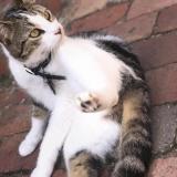 Picture of cat lost at Melbourne