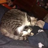 Picture of cat lost at Hogansville
