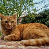 Picture of cat lost at Michery