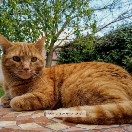 Photo 1/1 CHARLIE Chat lost in Michery