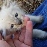 Picture of cat lost at Reno