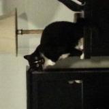 Picture of cat lost at Indian Land