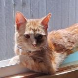 Picture of cat lost at Kimberly