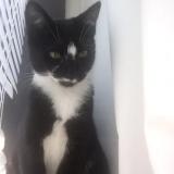 Picture of cat lost at Swainsboro