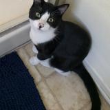 Picture of cat lost at Vista