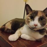 Picture of cat lost at Kedron