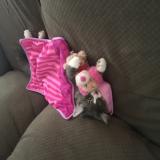 Picture of cat lost at Red Bud