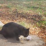 Picture of cat lost at Sellersville