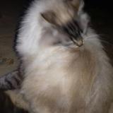 Picture of cat lost at Labbeville