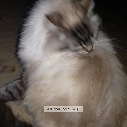 Photo 1/1 Blanchette Chat lost in Labbeville