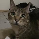 Picture of cat lost at Vancouver