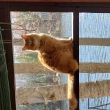 Picture of cat lost at Weston