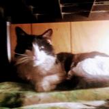 Picture of cat lost at Georgetown Seattle Washington