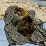 Picture of cat lost at Butler