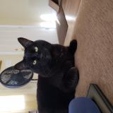 Picture of cat lost at Las Vegas