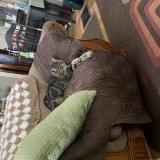 Picture of cat lost at Cleveland