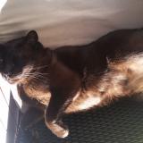 Picture of cat lost at Warradale