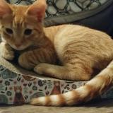 Picture of cat lost at Wilmington