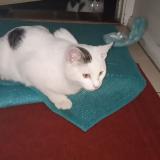 Picture of cat lost at Deanpark