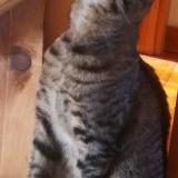 Picture of cat lost at Manhattan