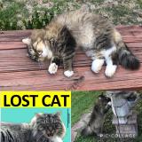 Picture of cat lost at Hockley