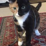 Picture of cat lost at Oshkosh