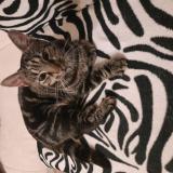 Picture of cat found at Emden