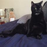 Picture of cat lost at Milwaukee